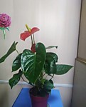 Горшечные растения