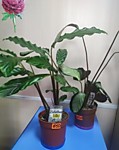 КОЛАТЕЯ