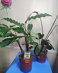 КОЛАТЕЯ